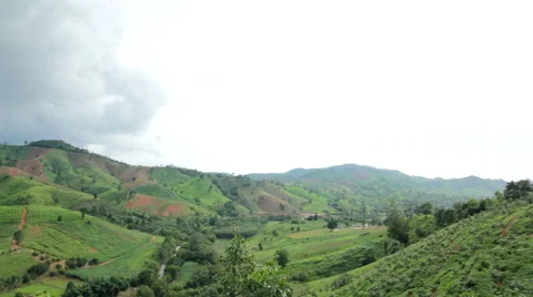 Green corn field  Stock Footage 46233506
