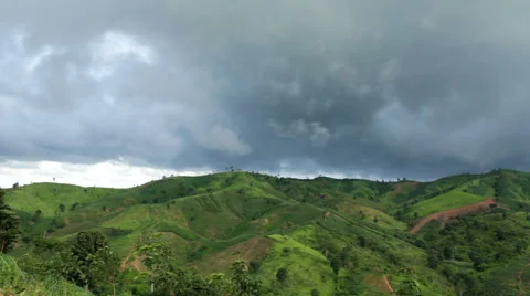 Green corn field  Stock Footage 46233761