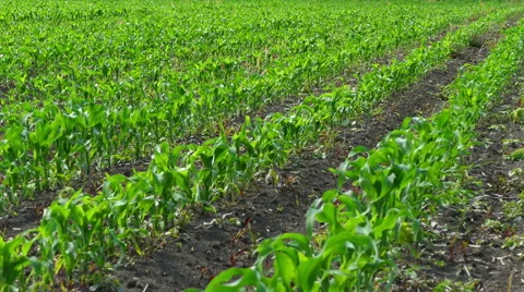 Green Corn Field 스톡 동영상 63449708