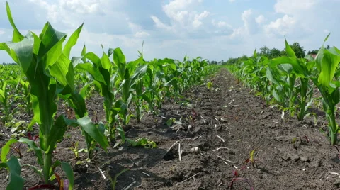 Green Corn Field Stock Footage 63456767