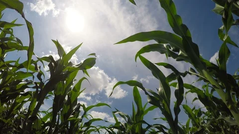 Green Corn Field Stock Footage 86059658
