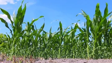 Green Corn Field Stock Footage 86059763