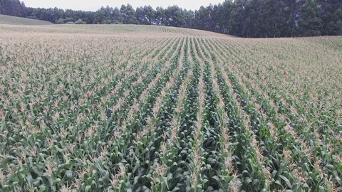 Green Corn field Video stock 92695263