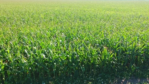 Green corn field Stock Footage 105181796