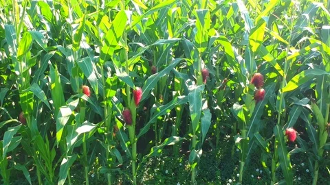 Green corn field Stock Footage 105182043