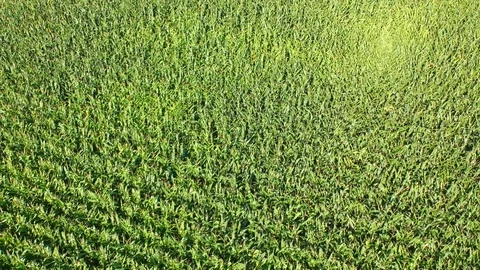 Green corn field Stock Footage 105182126