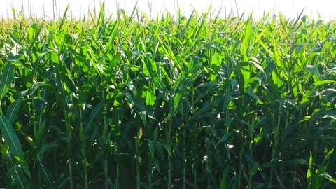 Green corn field Stock Footage 105182129