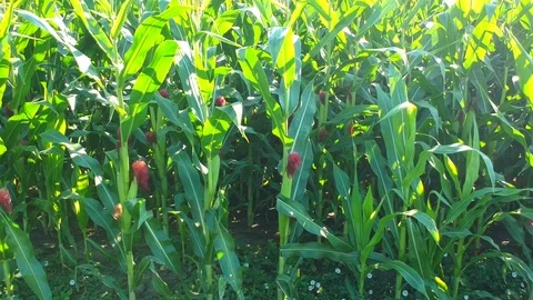 Green corn field Stock Footage 105182973
