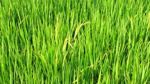 Green Corn Field Stock Footage 107714519