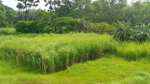 Green Corn Field Stock Footage 108858591