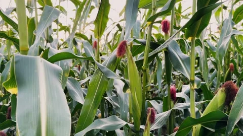 Green corn field gently swaying in the wind Stock Footage 290197027