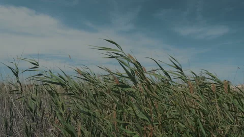 Green corn field, growing and moving in the wind on a sunny day. Stock Footage 285663719
