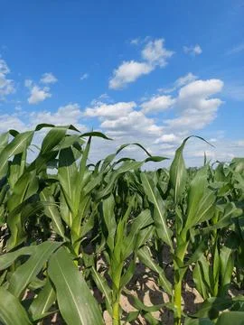 Green corn field growing under a blue summer sky with clouds in daylight 库存照片