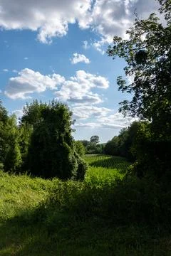 Green corn field hidden in valley surrounded by tall trees Фото