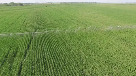 Green corn field irrigation system Stock Footage 52494979