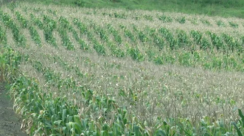 Green corn field landscape Video stock 59548580