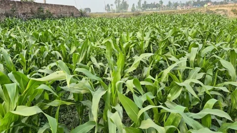 Green Corn Field with Maize Leaves Swaying in the Wind Stock Footage 337146143
