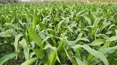 Green Corn Field with Maize Leaves Swaying in the Wind Stock Footage 337146181