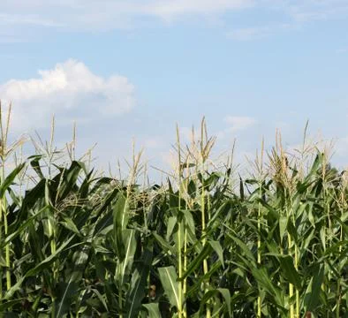 Green corn field Stock-Fotos