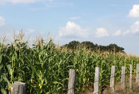 Green corn field Foto stock