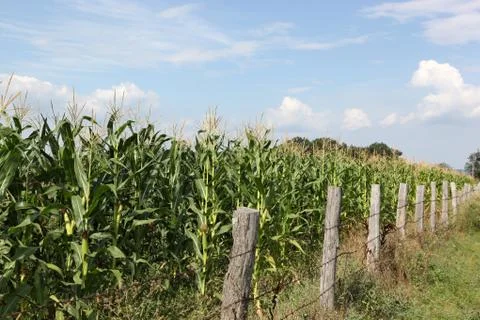 Green corn field Stock Photos
