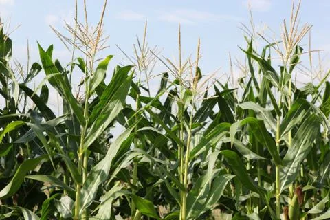 Green corn field Foto stock