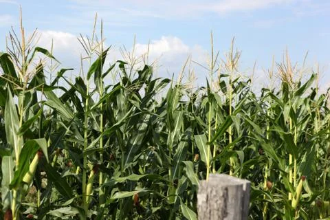 Green corn field Stock Photos