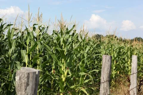 Green corn field Stock-Fotos