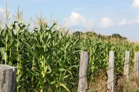 Green corn field Stock Photos