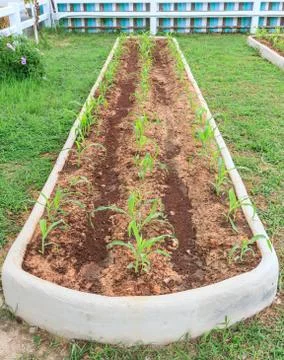 Green corn field Stock Photos