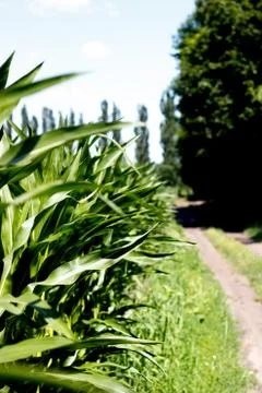 Green corn field Stock Photos
