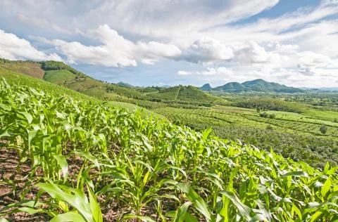 Green corn field Stock Photos
