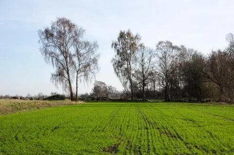 Green corn field Stock Photos
