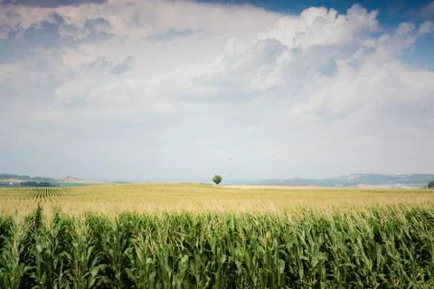 Green corn field Stock Photos
