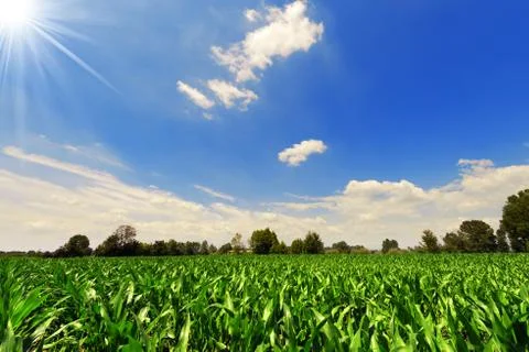 Green corn field Stock Photos