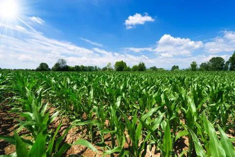 Green corn field Stock Photos