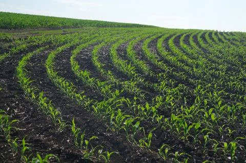 Green corn field Stock Photos