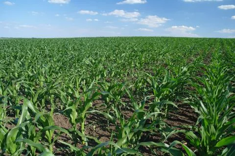 Green corn field Stock Photos