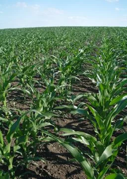 Green corn field Stock Photos