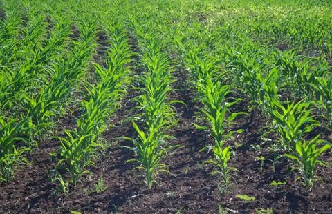 Green corn field Stock Photos