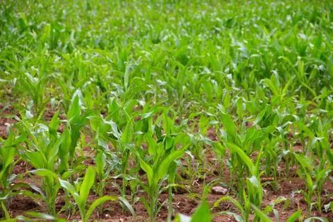 Green corn field Stock-Fotos