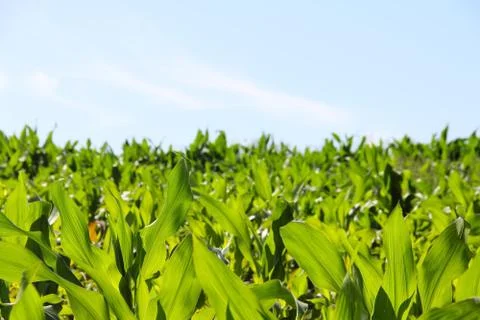 Green corn field Stock Photos