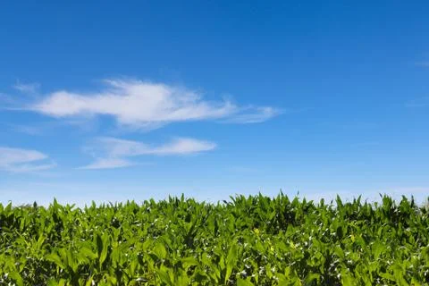 Green corn field Stock Photos