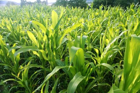 Green corn field Stock Photos