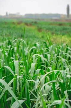 Green corn field Stock Photos