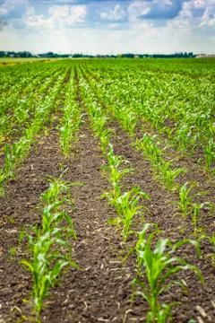 Green corn field Stock Photos