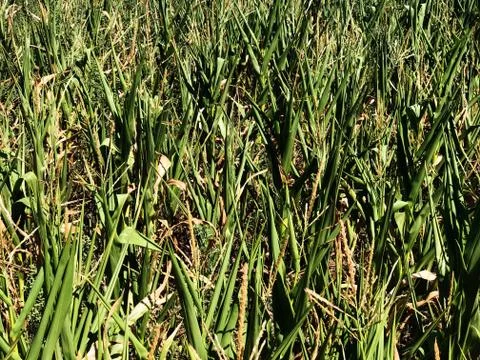 Green corn field. Stock Photos