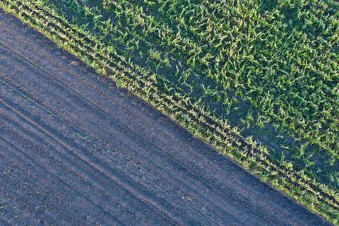 Green corn field. Stock-Fotos