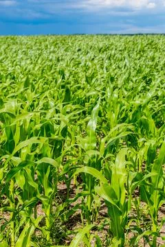 Green corn field Stock Photos