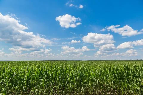 Green corn field Stock Photos